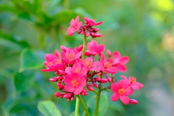Pink flower with green background,
இளஞ்சிவப்பு மலர்
