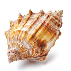 Obraz premium Close-up of a spiral seashell, intricate patterns