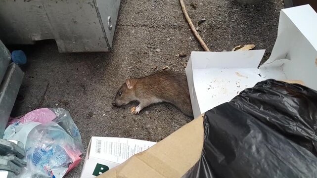 Rat mort, nuisible Marseille