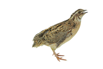 Quail Bird (Coturnix coturnix) Isolated on a White Background with Copy Text Space. Small Game Bird Element for Wildlife Posters, Farm Themes, and Nature-Inspired Designs. PNG File