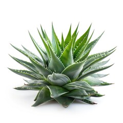 Close-up of a vibrant aloe vera plant against white background.  Bright green succulent with spiky leaves radiating outward from a central point.  Healthy, dense foliage