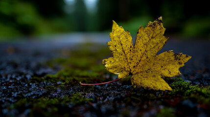 Close-up of a yellow maple leaf on moss in heavy rain, with a black asphalt and blurred green background, capturing the essence of autumn