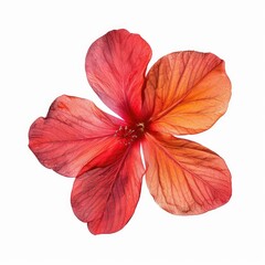 Close-up of a vibrant red-orange hibiscus flower