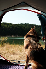 German Shepherd dog sitting in a tent doorway, looking at the lake and forest in the background....