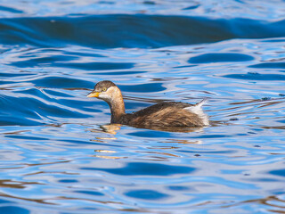 池を泳ぐカイツブリ