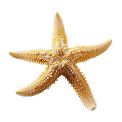 Pale yellow starfish, five-pointed, textured