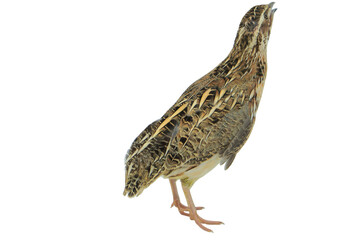 Quail Bird (Coturnix coturnix) Isolated on a White Background with Copy Text Space. Small Game Bird Element for Wildlife Posters, Farm Themes, and Nature-Inspired Designs. PNG File