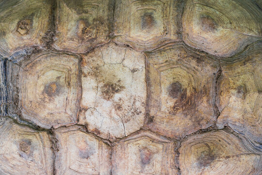 Close-up macro of a giant tortoise shell revealing the intricate patterns and textures, perfect for a natural abstract background.