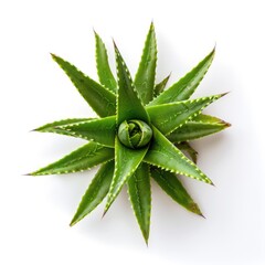 Bright green succulent plant, starburst shape, close-up
