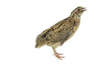 Quail Bird (Coturnix coturnix) Isolated on a White Background with Copy Text Space. Small Game Bird Element for Wildlife Posters, Farm Themes, and Nature-Inspired Designs. PNG File