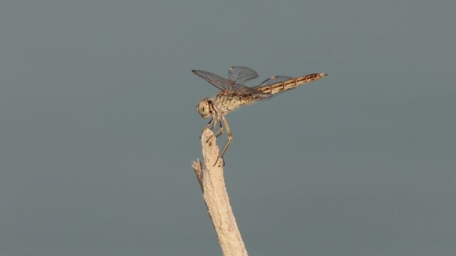 Libelula crocothemis erythraea hembra con movimiento en la alas por la brisa mueve la cabeza, Beniarres, Espa&ntilde;a 
