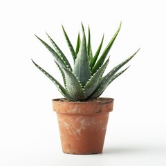 Small aloe vera plant in terracotta pot, isolated