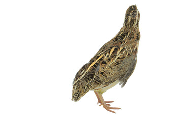 Quail Bird (Coturnix coturnix) Isolated on a White Background with Copy Text Space. Small Game Bird Element for Wildlife Posters, Farm Themes, and Nature-Inspired Designs. PNG File