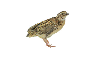 Quail Bird (Coturnix coturnix) Isolated on a White Background with Copy Text Space. Small Game Bird Element for Wildlife Posters, Farm Themes, and Nature-Inspired Designs. PNG File