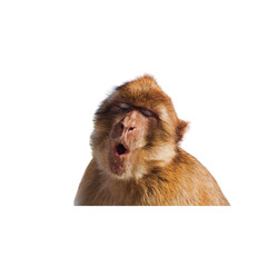 Monkey isolated on white background