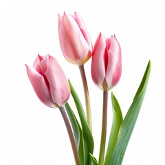 Naklejka premium Three delicate pink tulips, with pale pink centers and deep pink tips, are presented against a pure white background, showcasing their vibrant color and elegant form. Green foliage accents the stems