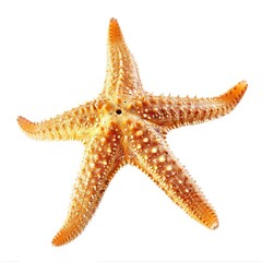 Isolated, light orange starfish