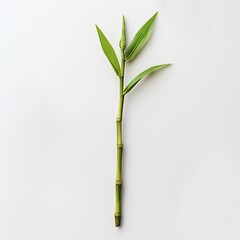Fresh bamboo shoot, vibrant green leaves against white