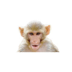 Monkey isolated on white background