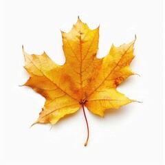 Fototapeta premium A single vibrant autumn maple leaf, displaying rich golden-yellow hues against a pure white background