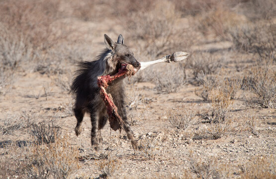 Brown Hyena (Hyaena brunnea) running in the bush carrying an oryx leg in its mouth, South Africa