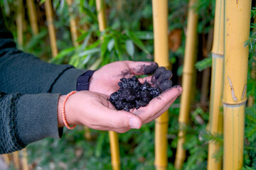 Two carbon-blackened hands holding pieces of biochar for carbon storage and CO2 reduction