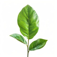 Fototapeta premium Vibrant green leaves on a stem against a white background