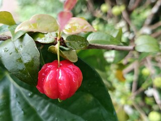Close-up of ripe red Surinam cherry (Eugenia uniflora) on betel leaf.