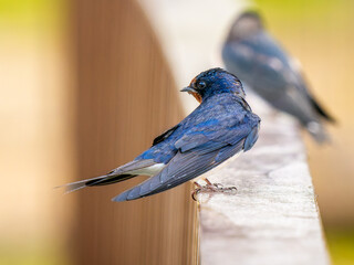 手すりにとまるツバメ