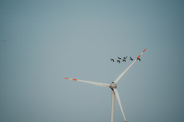 Eine Gruppe Graug&auml;nse (Anser anser) im Flug - im Hintergrund ist ein Windrad, Rieselfelder M&uuml;nster, Deutschland