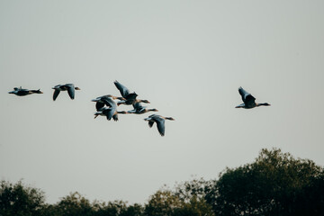 Eine Gruppe Graugänse (Anser anser) im Flug - , Rieselfelder, Münster, Deutschland