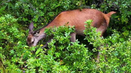 Deer in the woods eat flowers and green plants in the terrain. Norwegian nature at its best.
