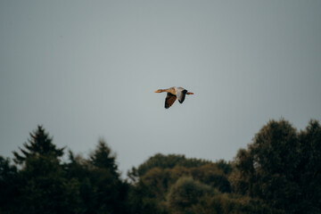 Portrait einer Graugans (Anser anser) im Flug in der Abendsonne, Rieselfelder Münster, Deutschland	
