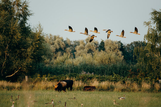 Eine Gruppe Graug&auml;nse (Anser anser) im Flug &uuml;ber eine Wiese, Rieselfelder, M&uuml;nster, Deutschland