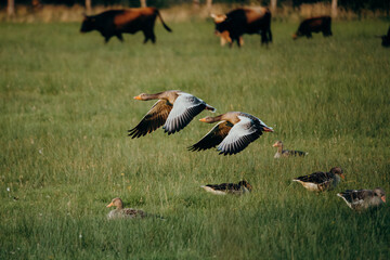 Zwei Graugänse (Anser anser) im Flug über eine Wiese, Rieselfelder Münster, Deutschland