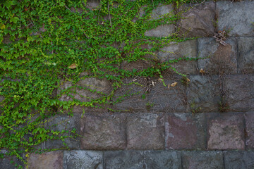 Ivy creeping on old stone wall (古い石垣を這うツタ)