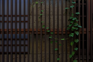 Wooden lattice with climbing vine (ツタの絡む木格子)