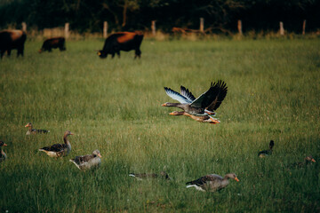 Zwei Graugänse (Anser anser) im Flug über eine Wiese, Rieselfelder Münster, Deutschland