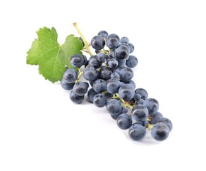 Cabernet Franc grape with single leaf on white background.