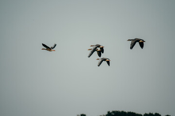Eine Gruppe Graug&auml;nse (Anser anser) im Flug, Rieselfelder, M&uuml;nster, Deutschland
