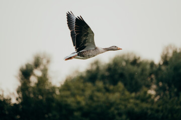 Portrait einer Graugans (Anser anser) im Flug in der Abendsonne, Rieselfelder Münster, Deutschland