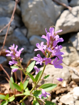 Polygala Myrtifolia or the myrtle-leaf milkwort flowering in Monterosso Liguria Italy