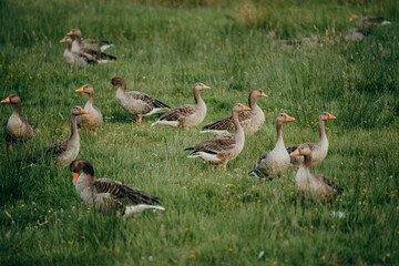 Eine Gruppe Graugänse (anser anser) auf einer Wiese in der Abendsonne, Rieselfelder, Münster Deutschland