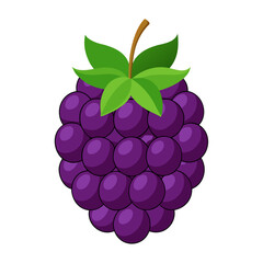 vector illustration of marionberry fruit