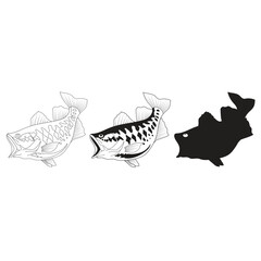 sea bass fish vector silhouette