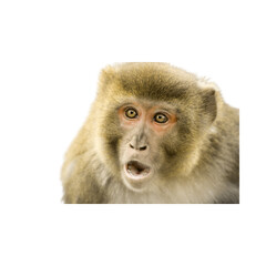 Monkey isolated on white background