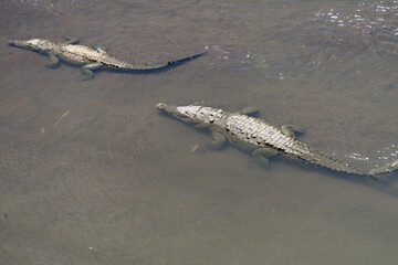 Paradiesischer Strand im Cahuita Nationalpark