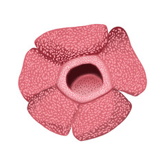 The Bloom of The Forest Floor Rafflesia arnoldii