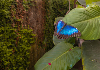 Vibrant Blue Morpho Butterfly on a Green Leaf