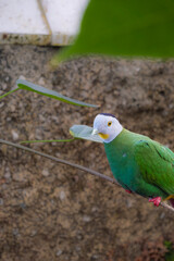 Black-naped Fruit Dove on a Branch